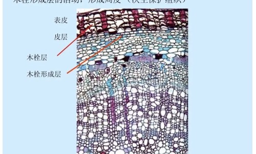 梨子的功效及营养成分网 | 梨子的营养与功效,梨子的营养价值与功效作用